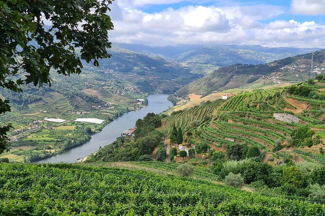 Private Douro Valley Tour (2 wineries + boat) - Stop 1 in Peso da Régua: small-producer tasting with wine and olive oil