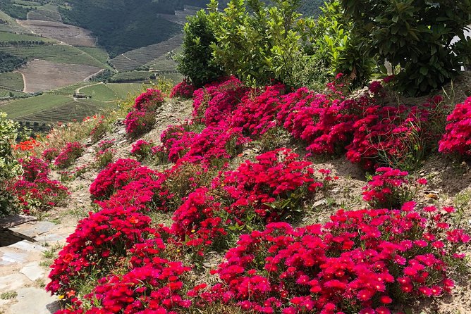 Private Douro Valley Tour Includes Wine Tasting and Boat Tour - Who this Douro Valley private tour suits best