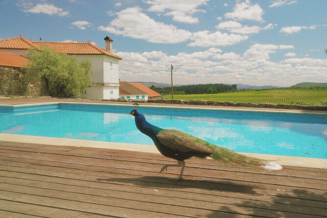 Private Douro Valley Tour with Lunch & Wines - Amarante: green wine, cheese, ham, and a local-town reset