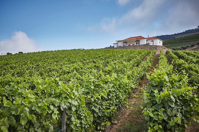 Private Douro Valley visit to three vineyards with Lunch from Porto - Stop 2 in Folgosa: a centuries-old estate and a Port-focused tasting