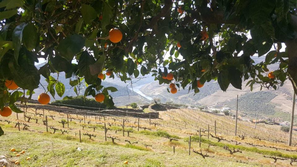 Private Tour: Douro Valley Wine and Food From Porto - Timing reality check: why this is a 6–9 hour day