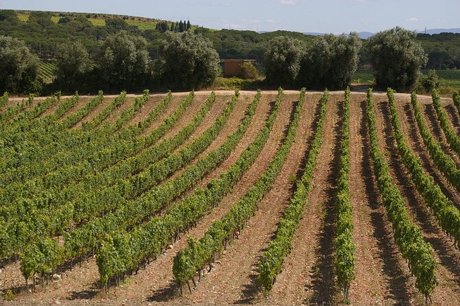 Private Tour to Aveiro, to the Sparkling Wine Cellars and Piglet Tasting - Key takeaways (what makes this day work)