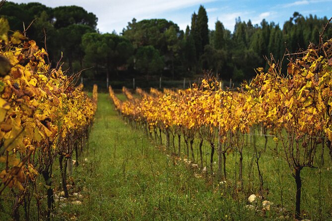 Private Tour to Aveiro, to the Sparkling Wine Cellars and Piglet Tasting - Why Aveiro and sparkling wine pair well on a Porto day