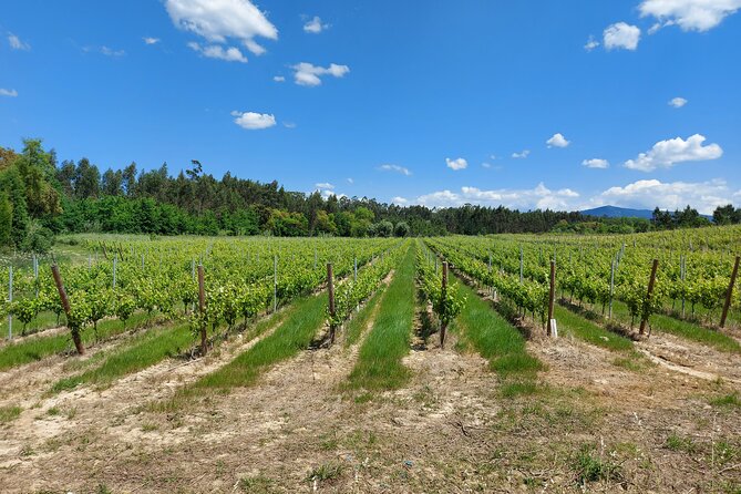 Private Tour to Aveiro, to the Sparkling Wine Cellars and Piglet Tasting - Adega Luís Pato: guided sparkling wine tasting and what to expect