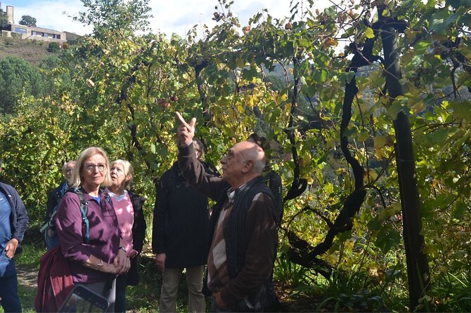 Private Vinho Verde Region Wine Tour from Porto Including Lunch - Key things I’d circle before you book