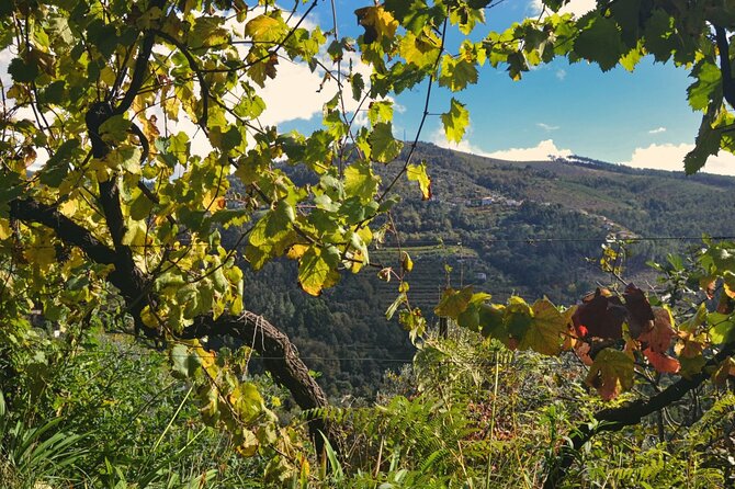 Private Vinho Verde Region Wine Tour from Porto Including Lunch - Vinho Verde 101: why “green” has nothing to do with color
