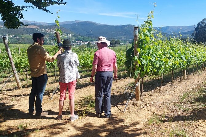 Private Vinho Verde Wine Tour from Porto with Lunch & Tastings - Key highlights at a glance