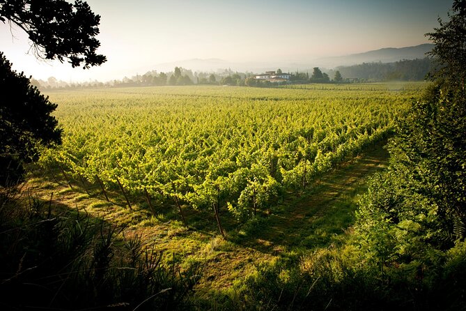 Private Vinho Verde Wine Tour from Porto with Lunch & Tastings - 8:15 am pickup and your Mercedes-Benz ride out of Porto