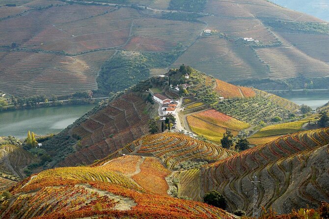Private Wine & Food Tour in Douro - Why three producers makes this tour more valuable than random tastings