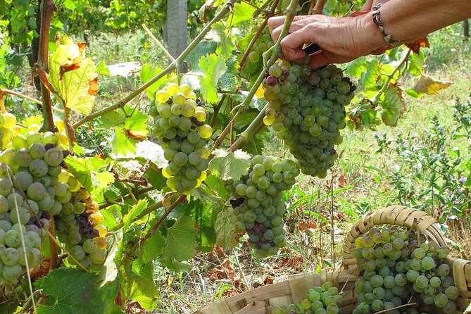 Traditional Cooking Class, Farm Tour & Lunch in the Douro Valley - Getting to the meeting point near Marco de Canaveses (and keeping your day smooth)