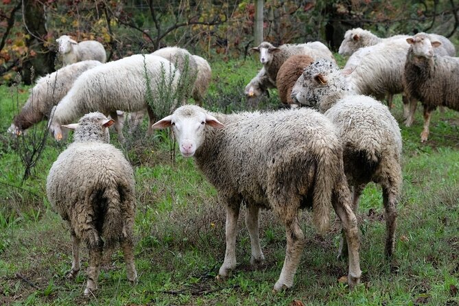 Traditional Cooking Class, Farm Tour & Lunch in the Douro Valley - Who should book this cooking class and farm tour