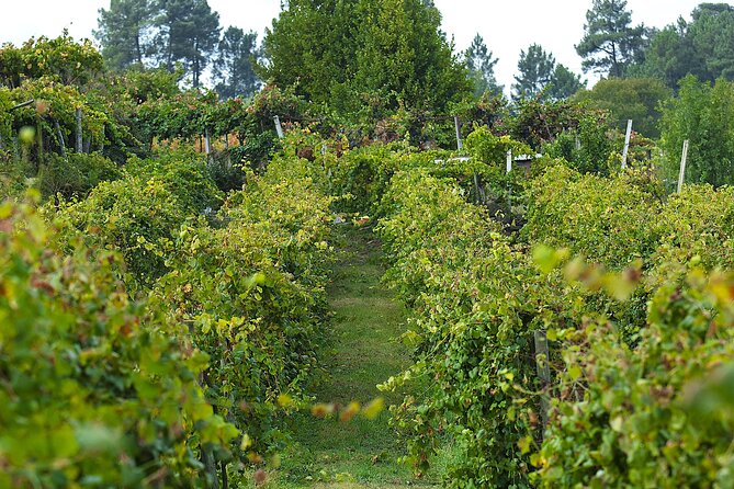 Vinho Verde Experience with 2 Wineries and Lunch - Stop 2: O Adérito lunch with regional wines (and real food time)