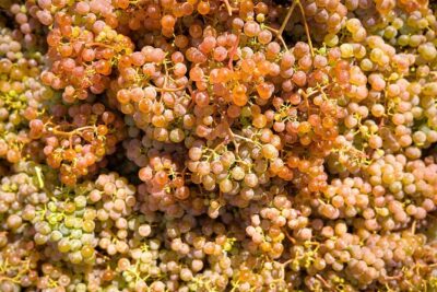 Vinho Verde Experience with 2 Wineries and Lunch - Getting there smoothly: the 8:30 am start and small-group logistics