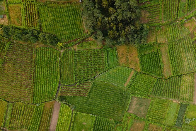 Vinho Verde Experience with 2 Wineries and Lunch - Price check: why $201.19 can be good value here