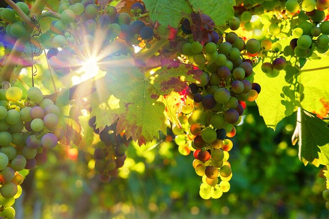 Vinho Verde Private Wine-Tour (All Inclusive) - Key highlights at a glance