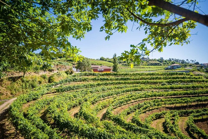Vinho Verde Private Wine-Tour (All Inclusive) - Monção and Melgaço: Alvarinho heartland and how Vinho Verde is made