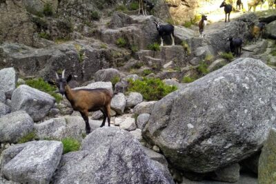 Waterfalls, Heritage and Nature in Gerês Park - from Porto - Fafiao: wolf-territory vibes, a village lunch break, and local pace