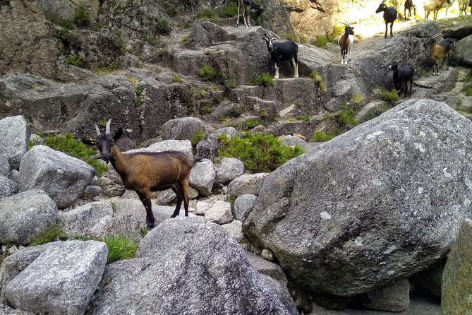 Waterfalls, Heritage and Nature in Gerês Park - from Porto - Fafiao: wolf-territory vibes, a village lunch break, and local pace