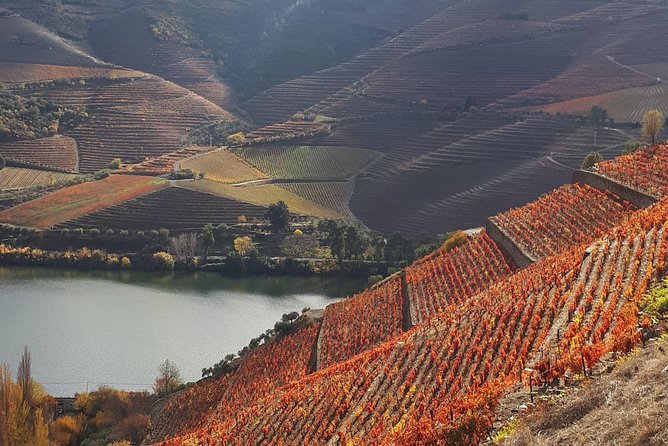 Wine experience with a sommelier - Boutique farm tasting with a sommelier: what you should pay attention to