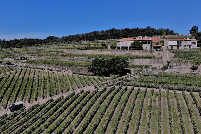 Winery Tour and Wine Tasting Quinta da Portela de Baixo in Lamego - The Six-Wine Tasting Lineup: Sparkling, DOC Douro, and Three Ports